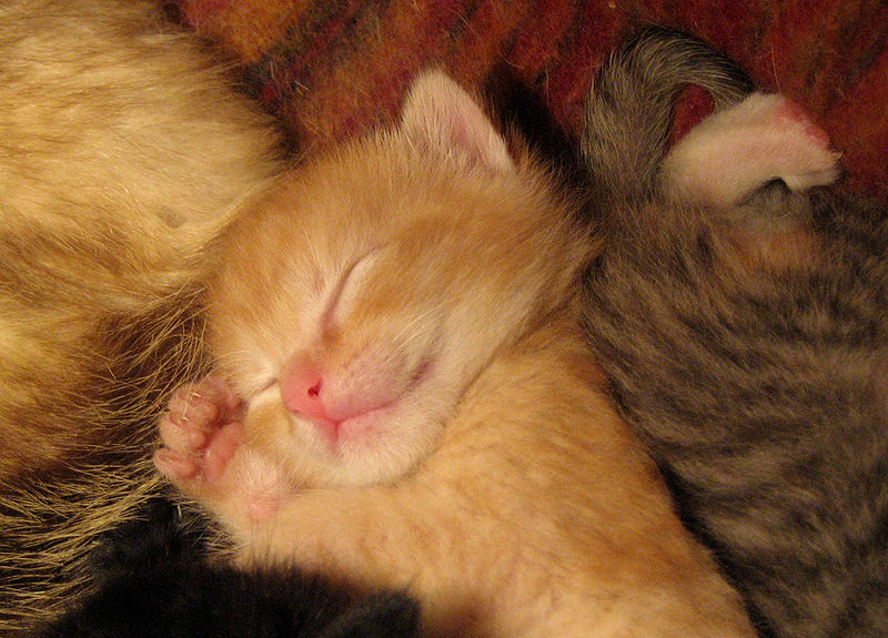 Cute baby kittens.